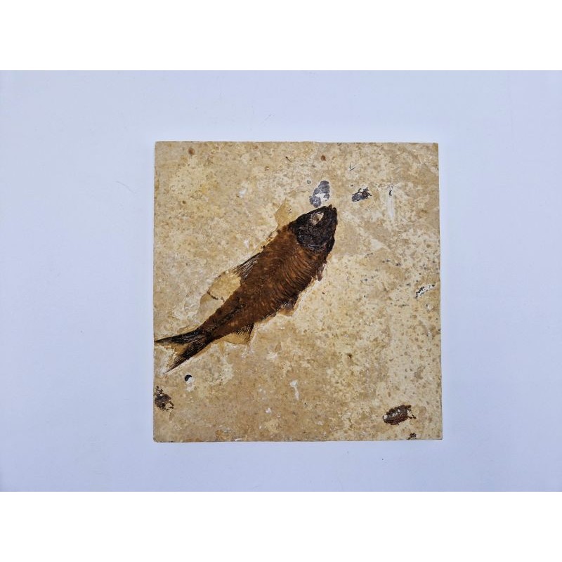 Poisson fossile Knightia eocaena