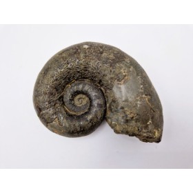 Ammonite (lytoceras.sp)