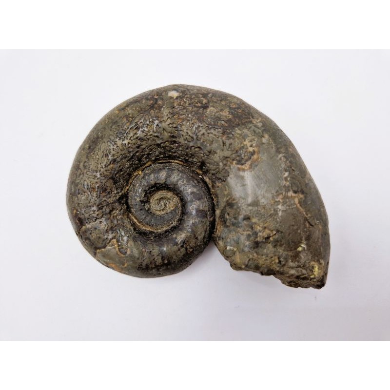 Ammonite (lytoceras.sp)