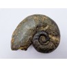 Ammonite (lytoceras.sp)