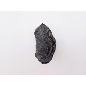 Oreille interne de baleine fossile