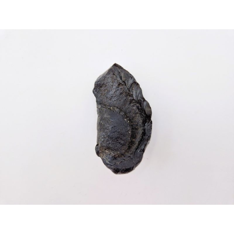 Oreille interne de baleine fossile