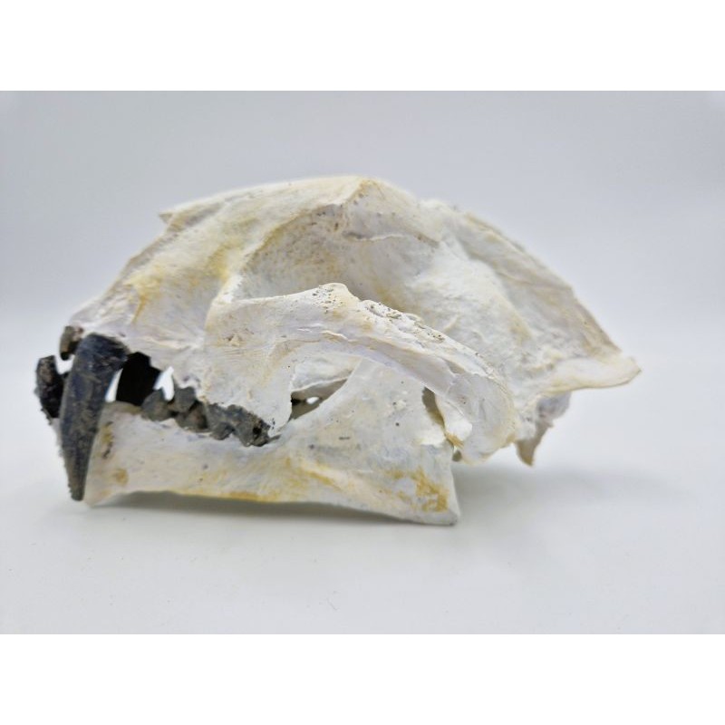 Crâne de Dinictis, moulage