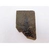 Fougère fossile