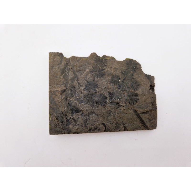 Fougère fossile 1