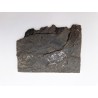 Fougère fossile 1