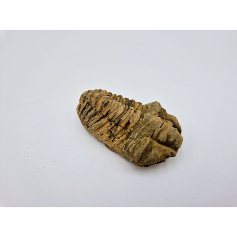 Trilobite (Calymene) 1