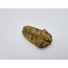 Trilobite (Calymene) 1 Trilobite (Calymene) 1