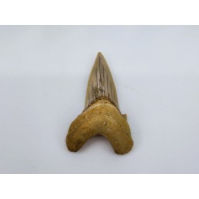Dent de requin (Otodus sokolovi)