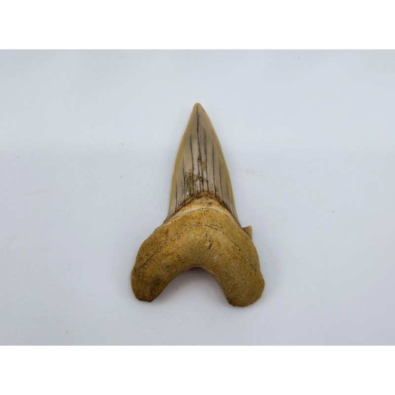 Dent de requin (Otodus sokolovi)