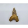 Dent de requin (Otodus sokolovi)