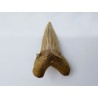 Dent de requin (Otodus sokolovi)