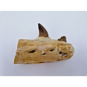 Mosasaure madibule