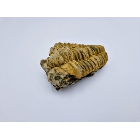 Trilobite (Calymene) grande taille