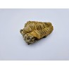 Gros Trilobite Calymene