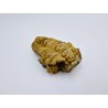 Gros Trilobite Calymene