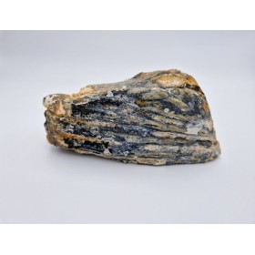 Dent de mammouth laineux 1 (Mammuthus primigenius)