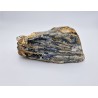 Dent de mammouth laineux 1 (Mammuthus primigenius)