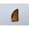 Dent de dinosaure Deltadromeus agilis