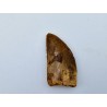 Dent de dinosaure Deltadromeus agilis