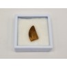 Dent de dinosaure Deltadromeus agilis