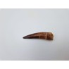 Dent de Spinosaure (Spinosaurus aegyptiacus)