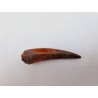 Dent de Spinosaure (Spinosaurus aegyptiacus)
