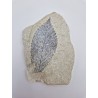 feuille d'orme fossile (Ulmus braunii) feuille d'orme fossile (Ulmus braunii)
