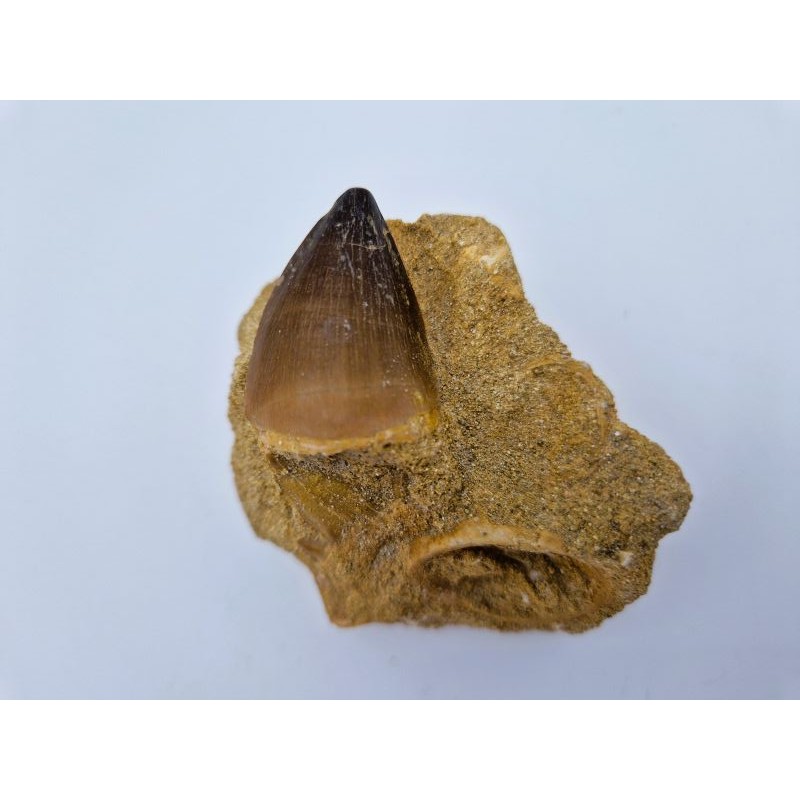 Dent de mosasaure sur gangue (Prognathodon Anceps)