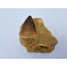 Dent de mosasaure sur gangue (Prognathodon Anceps)