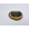 Trilobitre du Maroc Reedops (phacops)
