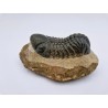 Trilobitre du Maroc Reedops (phacops)