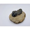 Trilobitre du Maroc Reedops (phacops)