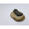 Trilobitre du Maroc Reedops (phacops)