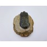 Trilobitre du Maroc Reedops (phacops)