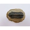 Trilobitre du Maroc Reedops (phacops)