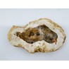 Bois fossile ou pétrifié de Madagascar