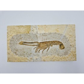Langoustine fossile (Mecochirus.sp)