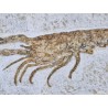 Langoustine fossile (Mecochirus.sp) Langoustine fossile (Mecochirus.sp)