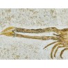 Langoustine fossile (Mecochirus.sp) Langoustine fossile (Mecochirus.sp)