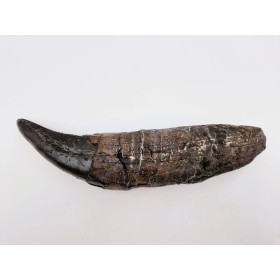Dent de tyrannosaure (Tyrannosaurus rex)