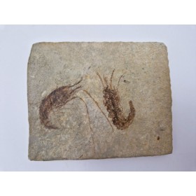 Crevette fossile du Liban