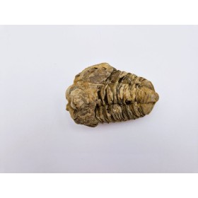 Trilobite Calymene 1