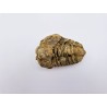 Trilobite Calymene 1