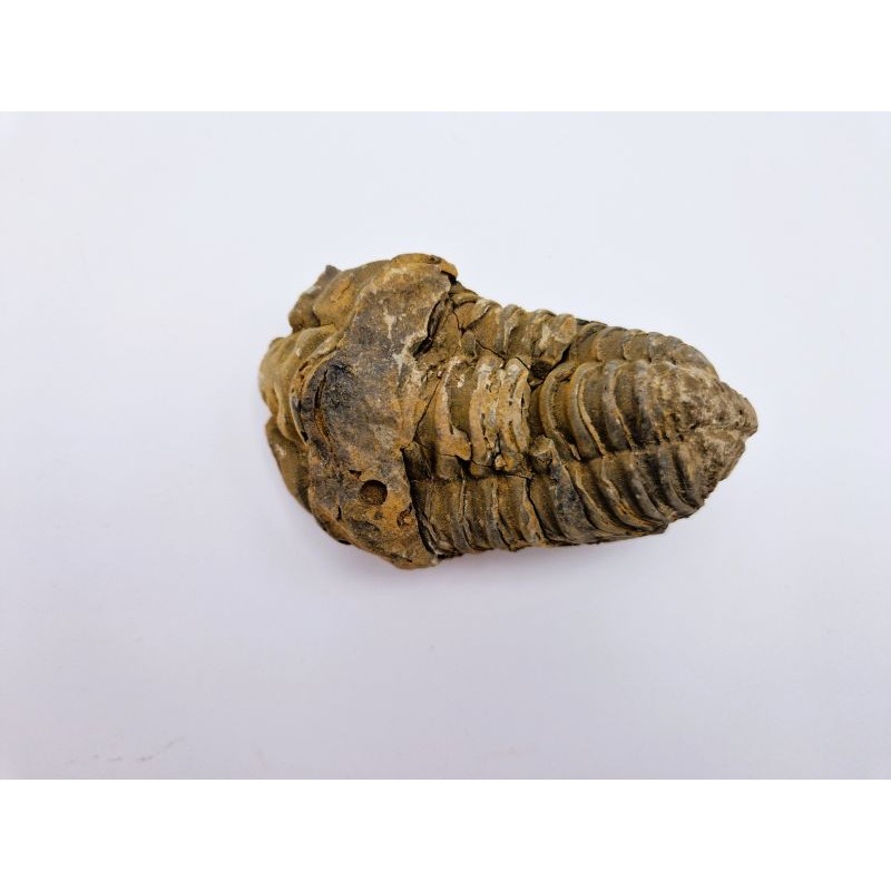 Trilobite Calymene 2