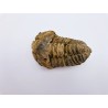 Trilobite Calymene 2