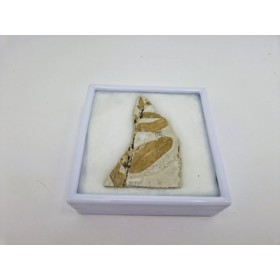 Plante fossile de Murat