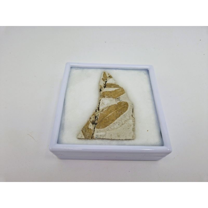 Plante fossile de Murat