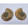 Ammonite Fossile Cleoniceras Ammonite Fossile Cleoniceras