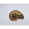 Ammonite Fossile Cleoniceras Ammonite Fossile Cleoniceras